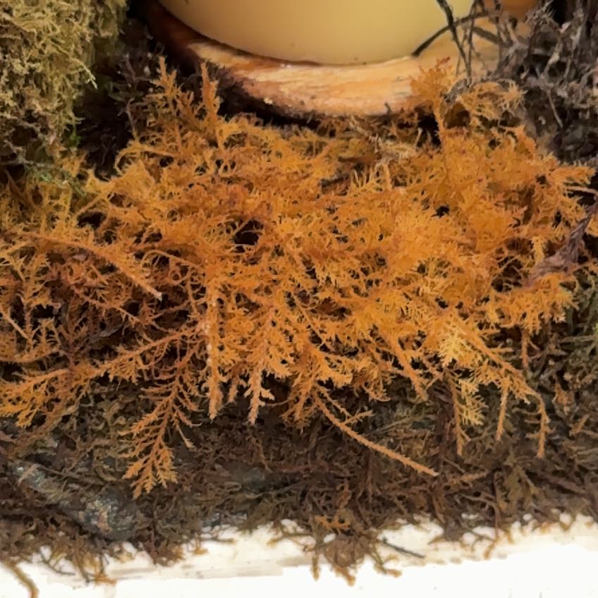 Photo of the plant species Delicate Thuidium Moss by @TactfulNoblefir named Captain Plant-it on Greg, the plant care app