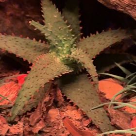 Photo of the plant species Aloe 'Christmas Sleigh' by @TactfulNoblefir named Navajo on Greg, the plant care app
