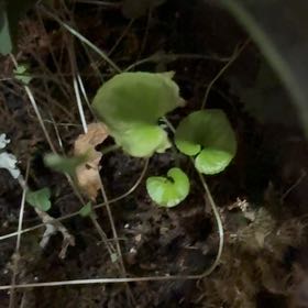 Photo of the plant species Common Blue Violet by @TactfulNoblefir named Violet on Greg, the plant care app