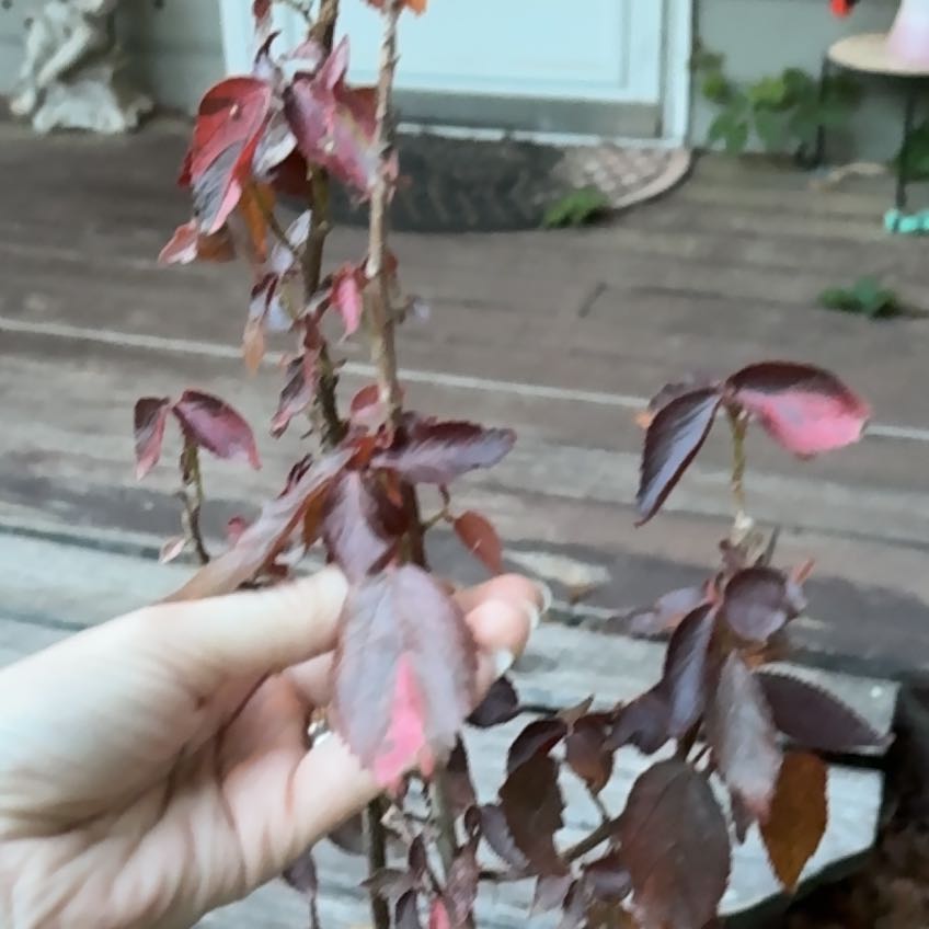 Photo of the plant species Mexican Grain Amaranth by @TactfulNoblefir named Ember on Greg, the plant care app