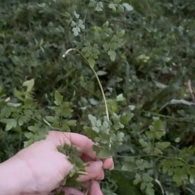 Photo of the plant species Japanese Climbing Fern by @TactfulNoblefir named Remington on Greg, the plant care app