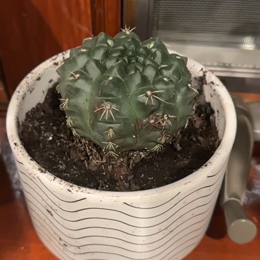Potted Turbinicarpus schmiedickeanus cactus in a white pot with black soil.