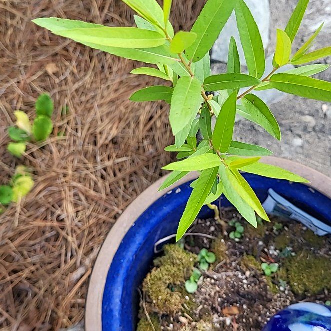Photo of the plant species California Bay Laurel by @NoblySmokebush named Doja Cat on Greg, the plant care app