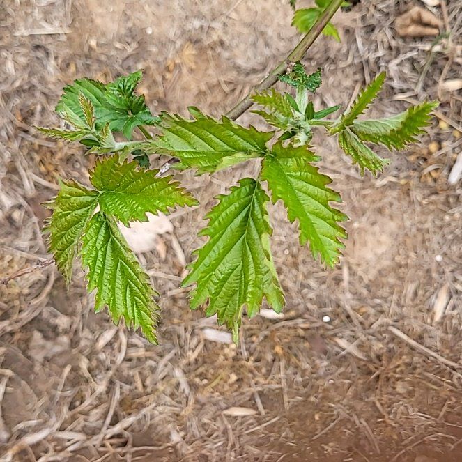Photo of the plant species Salmonberry by @NoblySmokebush named Athena on Greg, the plant care app