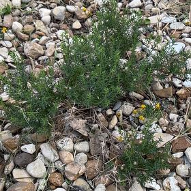 Photo of the plant species Damianita by @Sarvesh named Orwell on Greg, the plant care app
