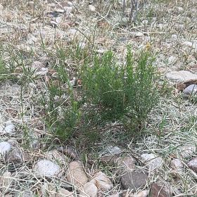 Photo of the plant species Damianita by @Sarvesh named Spike Leaves on Greg, the plant care app