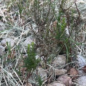 Photo of the plant species Damianita by @Sarvesh named Queen on Greg, the plant care app