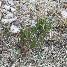 Photo of the plant species Damianita by @Sarvesh named Muhammad Ali on Greg, the plant care app