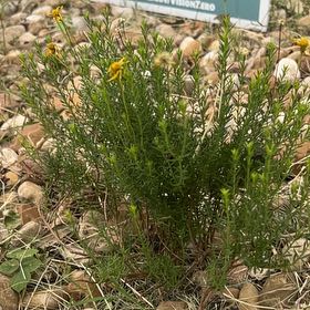 Photo of the plant species Damianita by @Sarvesh named da Vinci on Greg, the plant care app