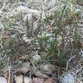 Photo of the plant species Damianita by @Sarvesh named Emerson on Greg, the plant care app