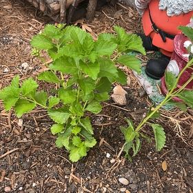 Photo of the plant species West Indian Shrubverbena by @Sarvesh named Lantanita on Greg, the plant care app