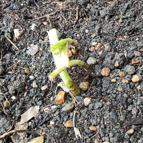 Photo of the plant species Florida Swamp Lily by @Sarvesh named Huckleberry Fern on Greg, the plant care app
