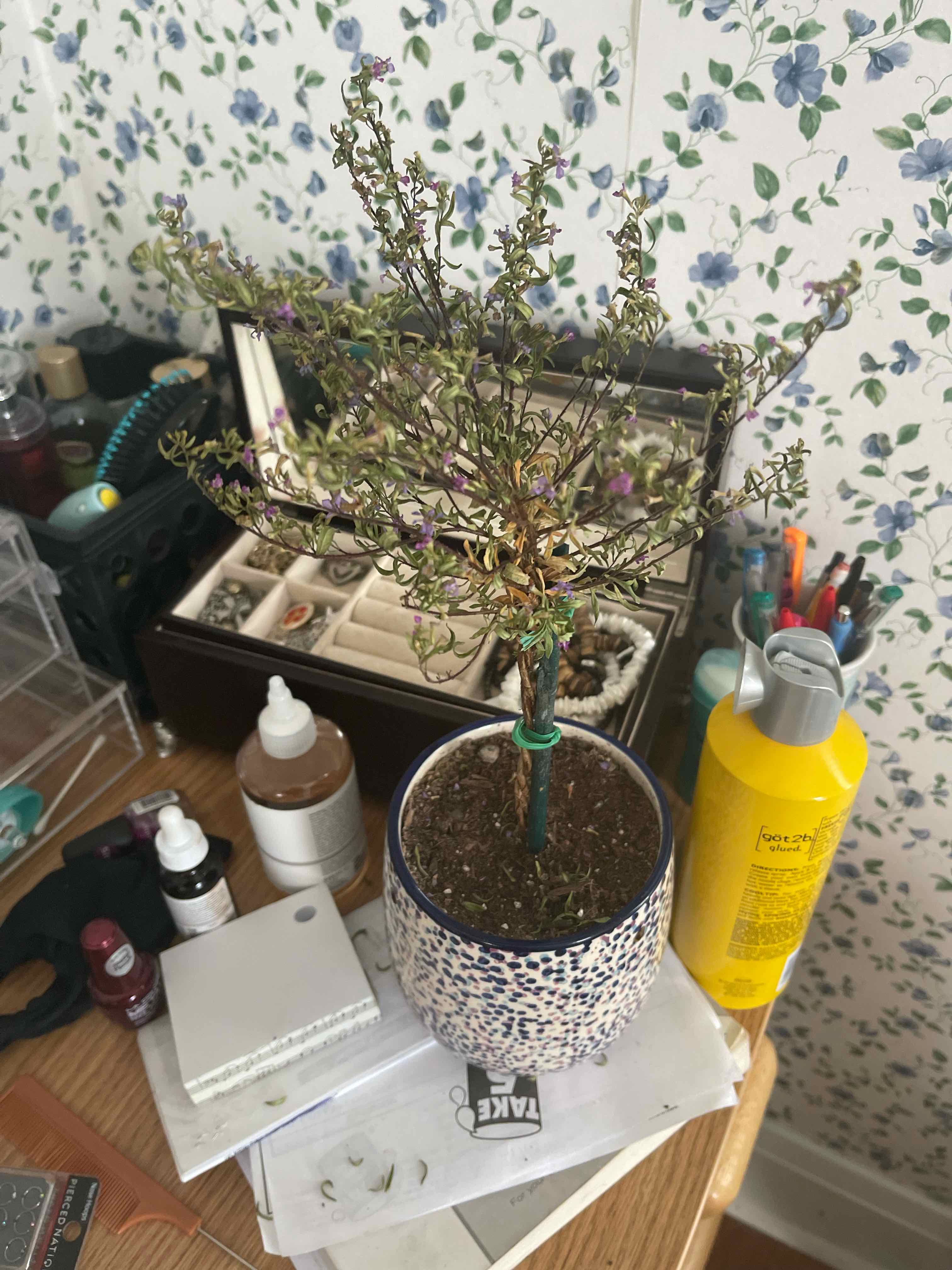 Potted Mexican-Heather plant with sparse foliage and browning leaves on a cluttered surface.