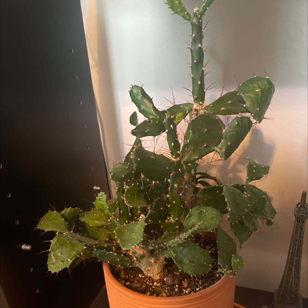 Potted Brazilian Pricklypear cactus in good health with visible soil.