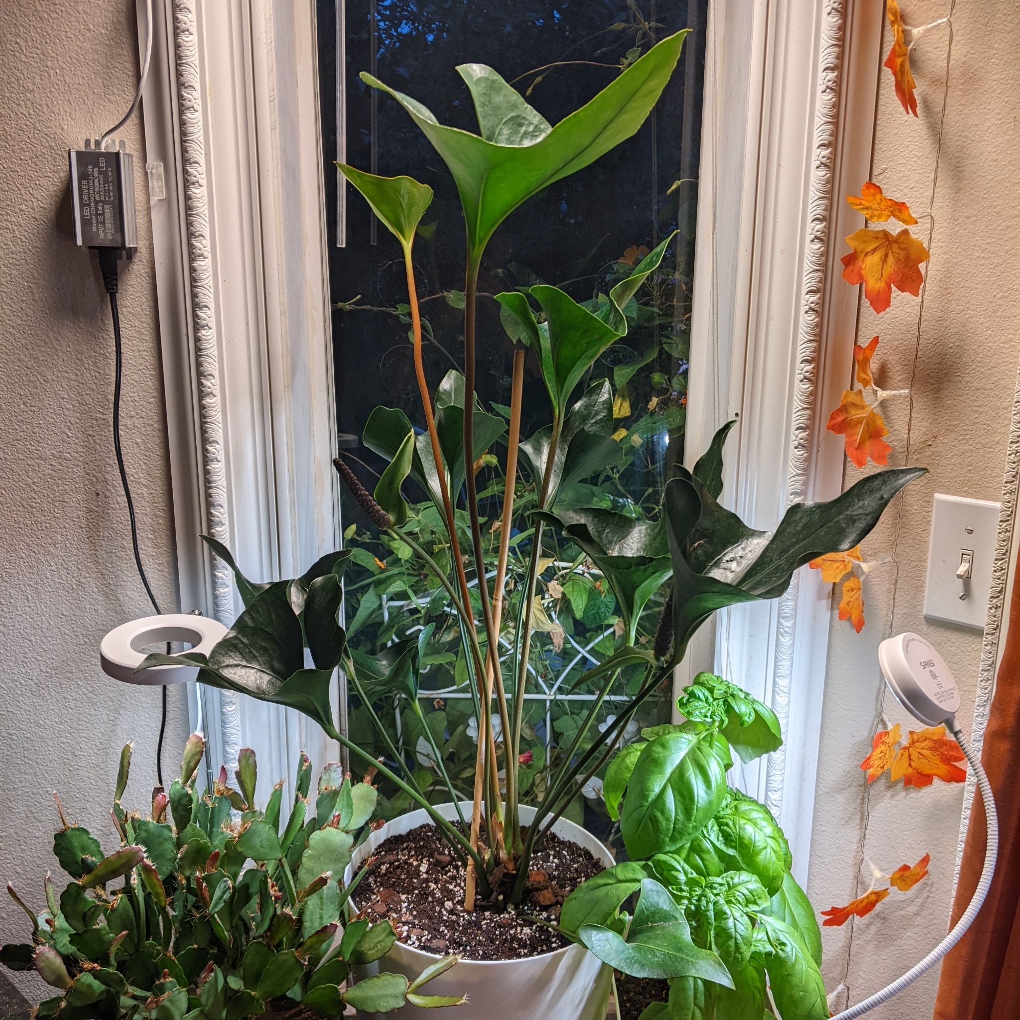 Photo of the plant species Anthurium ‘Arrow’ by @VibrantSweetbox named Anthurium arrow on Greg, the plant care app