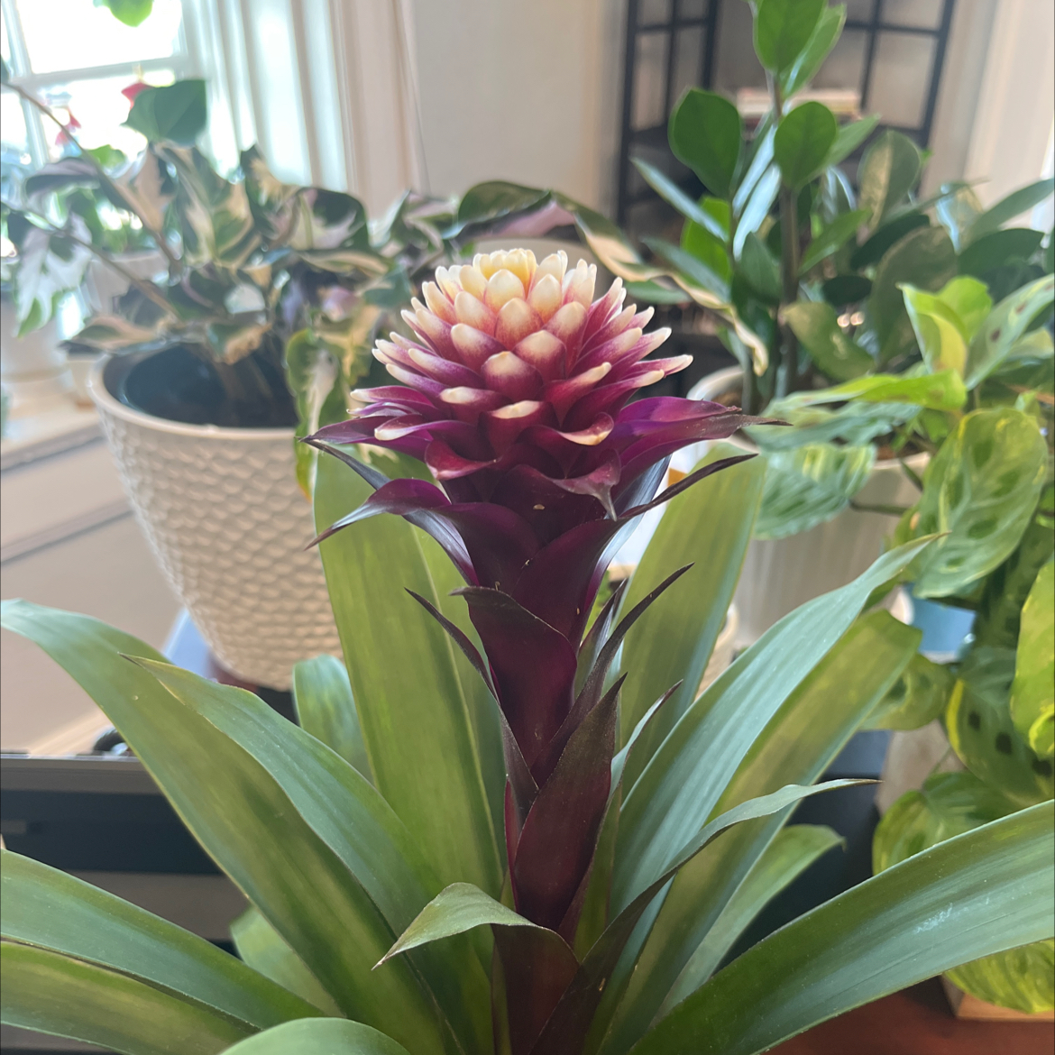 Photo of the plant species Guzmania Francesca by @EventfulPignut named Athena on Greg, the plant care app
