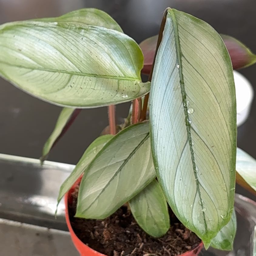 Photo of the plant species Calathea Grey Star by @EventfulPignut named Denali on Greg, the plant care app
