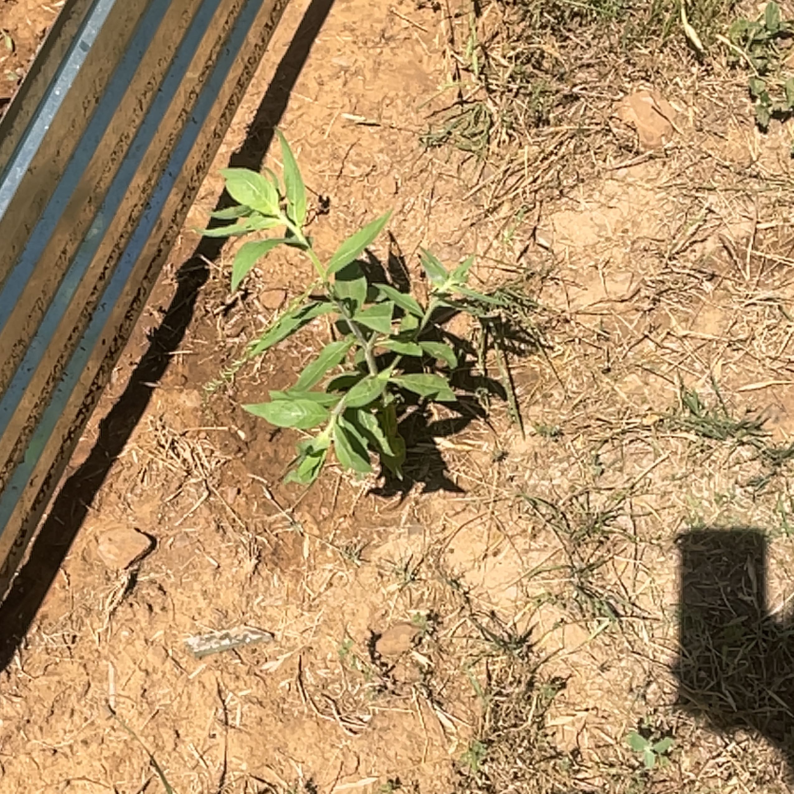 Photo of the plant species Cuphea by @YoungDaisybush named Fernie Mac on Greg, the plant care app