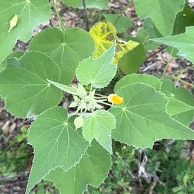Photo of the plant species Buttonweed by @AwesomeTorgrass named Captain Plant-it on Greg, the plant care app