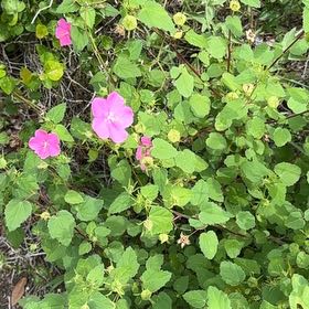 Photo of the plant species Pavonia Lasiopetala by @AwesomeTorgrass named Bieber on Greg, the plant care app
