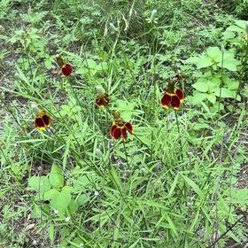 Photo of the plant species Atkinson's Tickseed by @AwesomeTorgrass named Sproutacus on Greg, the plant care app