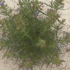 Photo of the plant species Engelmann's Sage by @HighqualityOkra named Sproutacus on Greg, the plant care app