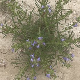 Photo of the plant species Engelmann's Sage by @HighqualityOkra named Fernie Mercury on Greg, the plant care app