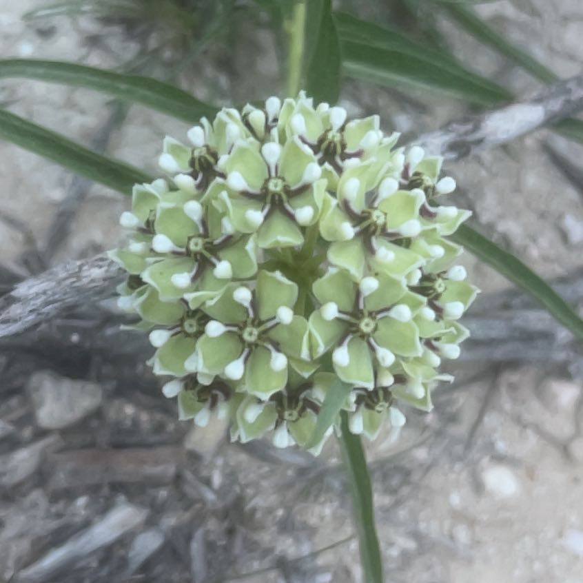 Photo of the plant species Curtiss' Milkweed by @HighqualityOkra named Duke on Greg, the plant care app