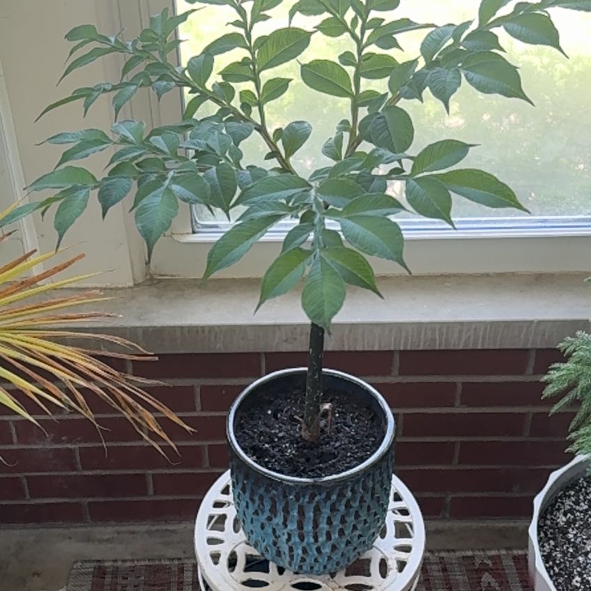 Photo of the plant species Snake Palm by @SightlyCaucalis named Xena on Greg, the plant care app