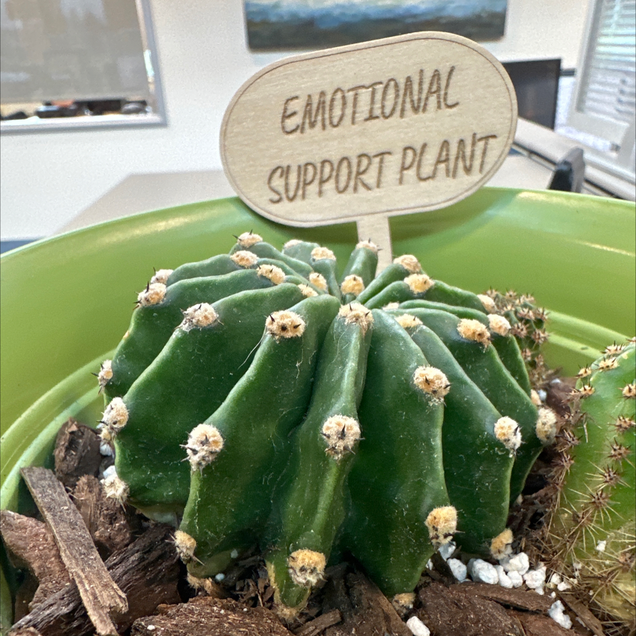Photo of the plant species hedgehog cacti by @ChiefPiperaceae named Sherlock on Greg, the plant care app