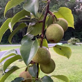 Photo of the plant species Common Pear by @SageLoquat named Pax on Greg, the plant care app