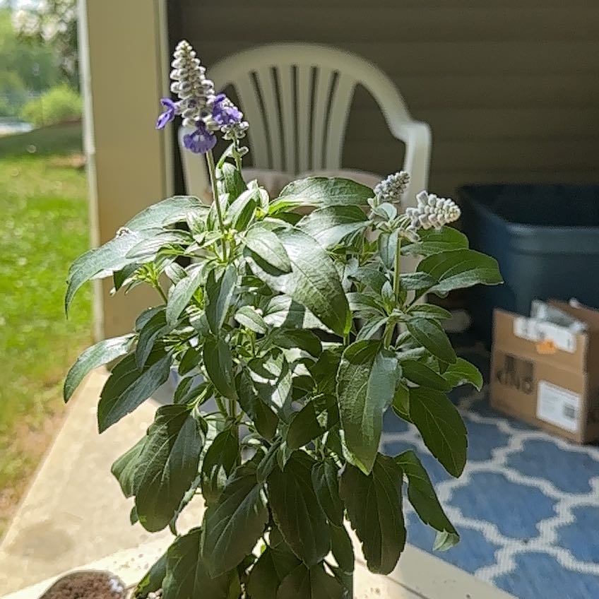Salvia Plath