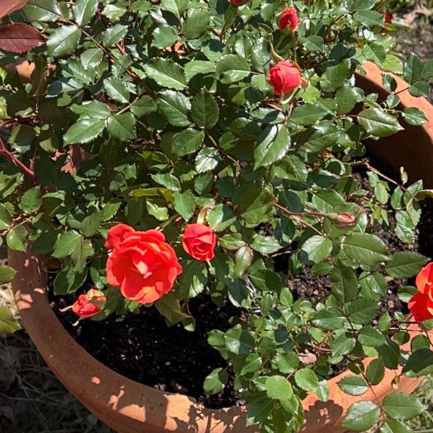 Photo of the plant species Coral Knock Out Rose by @DandyCalicobush named Sigmund on Greg, the plant care app