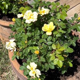 Photo of the plant species Sunny Knock Out Rose by @DandyCalicobush named Plato on Greg, the plant care app