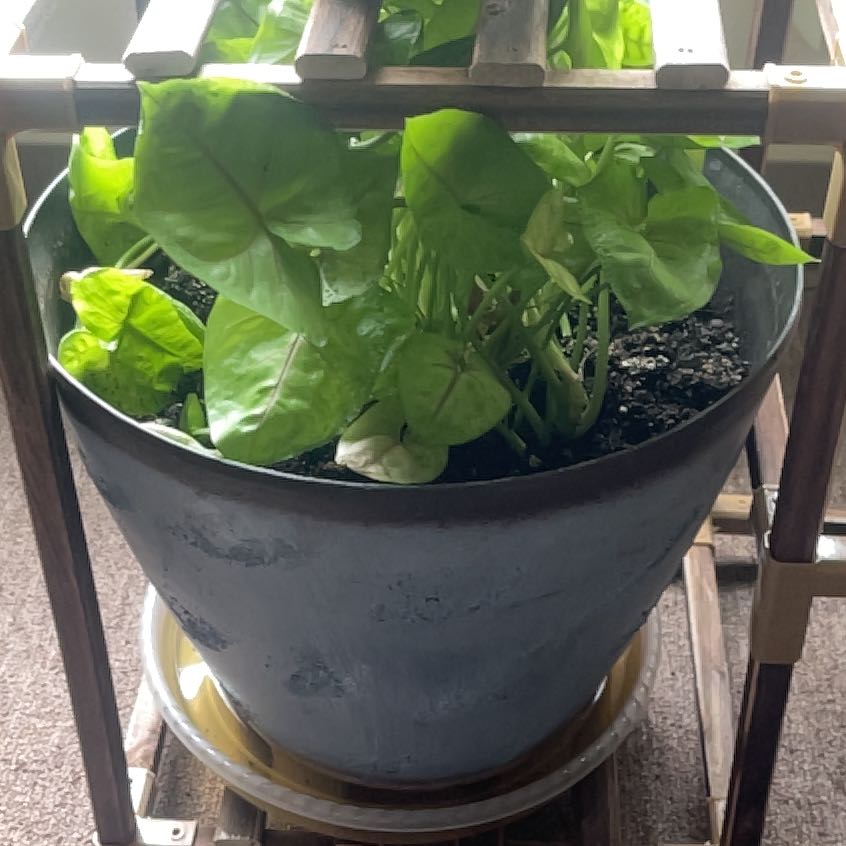 Photo of the plant species Kiwi Delight arrowhead plant by @SpeedyMatagouri named Maya on Greg, the plant care app