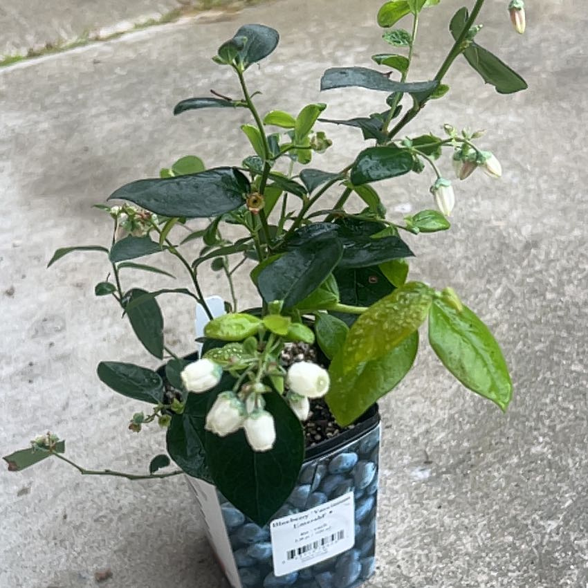 Photo of the plant species Emerald Blueberry by @blairvoyant named Blueberry on Greg, the plant care app