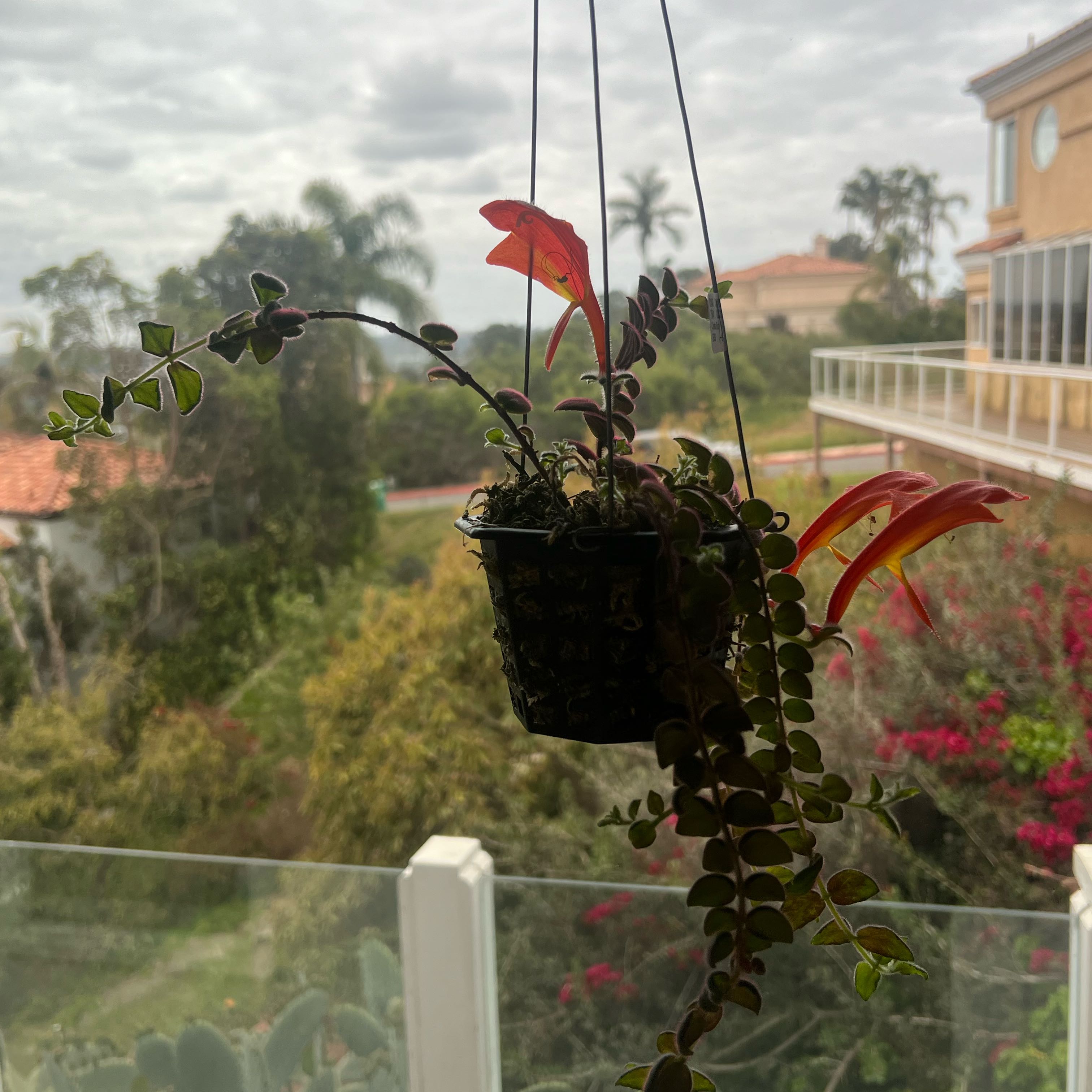 Photo of the plant species Columnea gloriosa by @blairvoyant named Harry on Greg, the plant care app