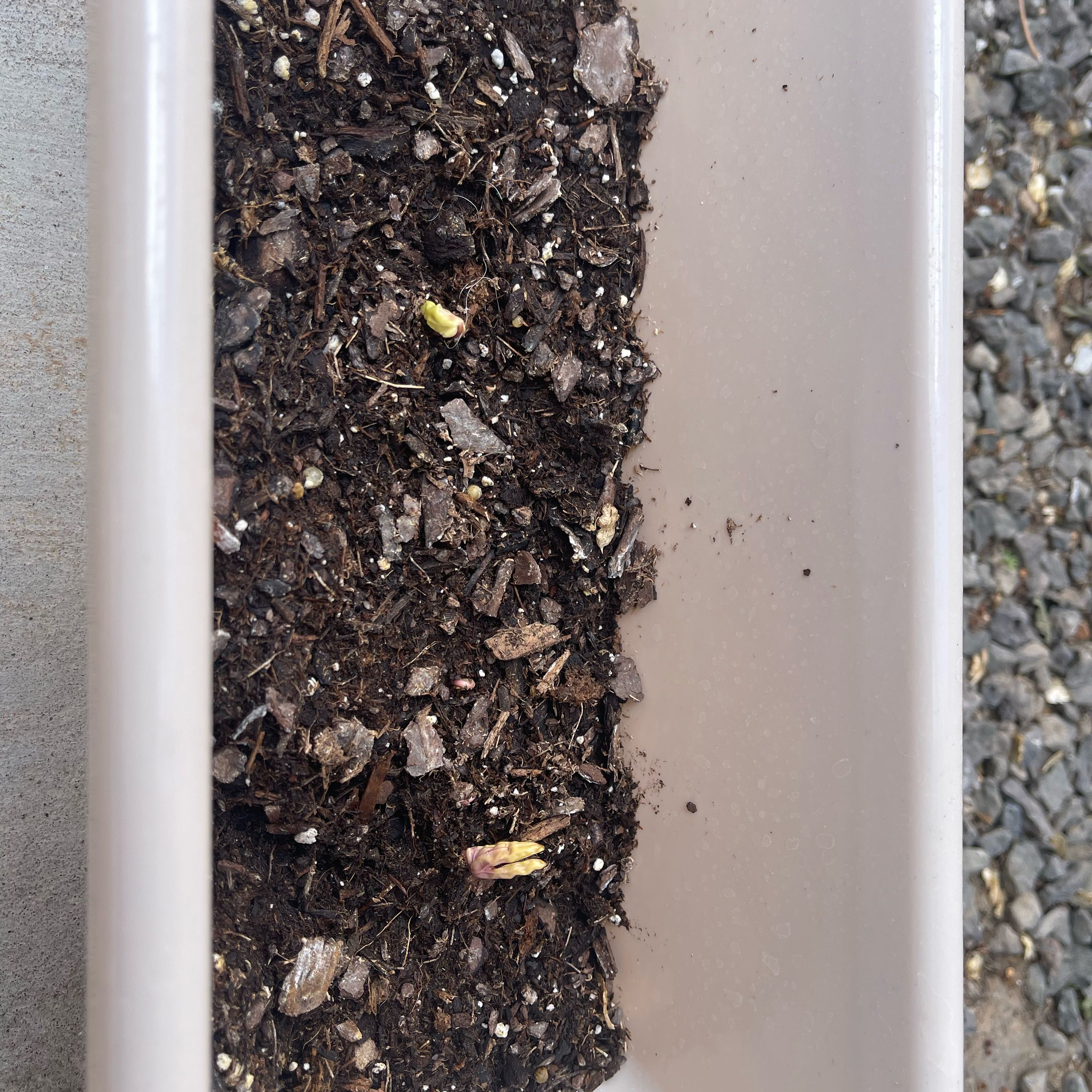 Planter with soil and small emerging seedlings of Mexican Morning Glory.