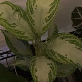 Photo of the plant species Aglaonema 'Leprechaun' by @DinkumStarburst named Shamus on Greg, the plant care app