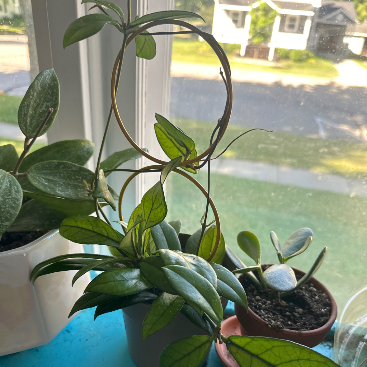 Hoya crassipetiolata plant with healthy green leaves supported by a circular trellis.