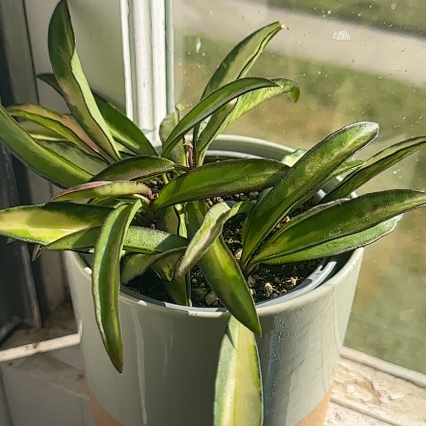Variegated Hoya wayetii plant in a pot on a windowsill, appearing healthy.