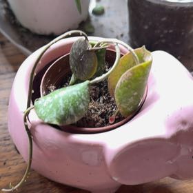 Photo of the plant species Hoya imbricata by @VipEmmenanthe named Ellie on Greg, the plant care app