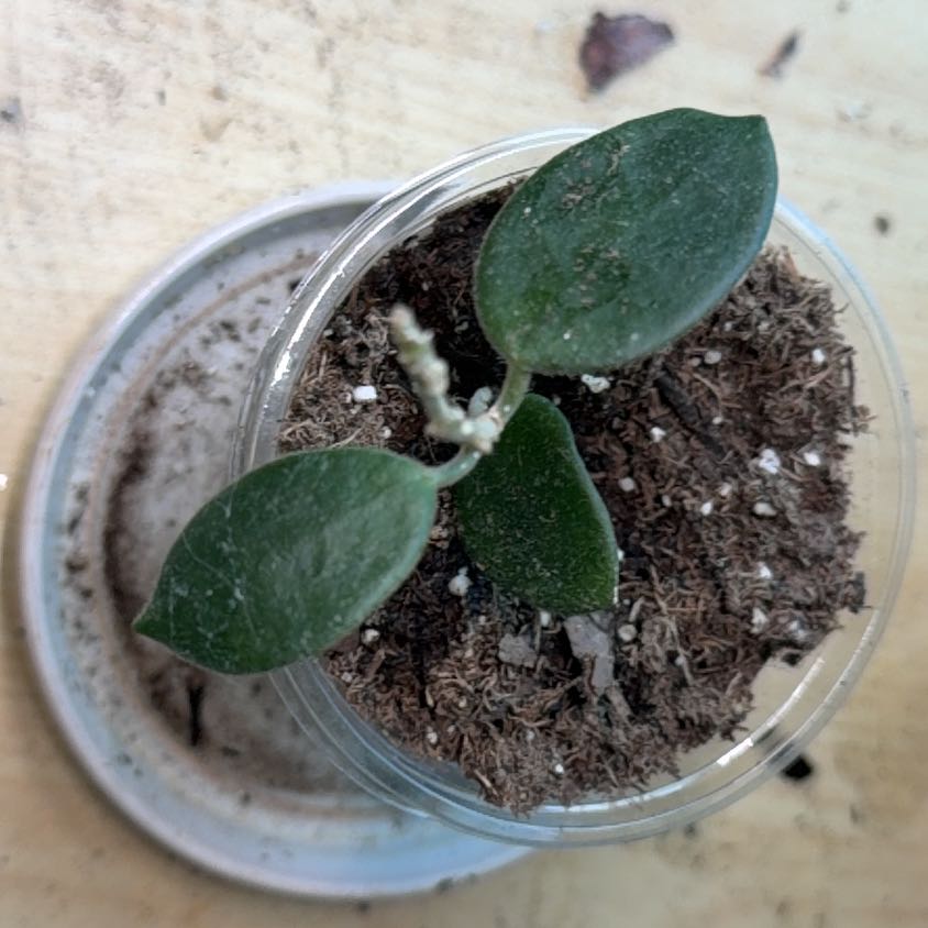 Photo of the plant species Waxplant by @VipEmmenanthe named Kitty on Greg, the plant care app