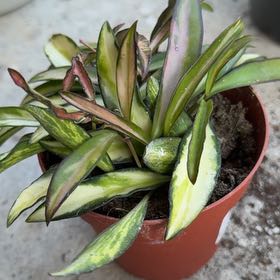 Photo of the plant species Variegated Hoya kentiana by @VipEmmenanthe named Kiirsten on Greg, the plant care app