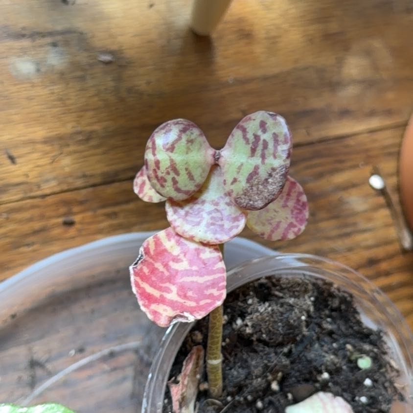 Photo of the plant species Kalanchoe 'Desert Surprise' by @VipEmmenanthe named Khloe on Greg, the plant care app