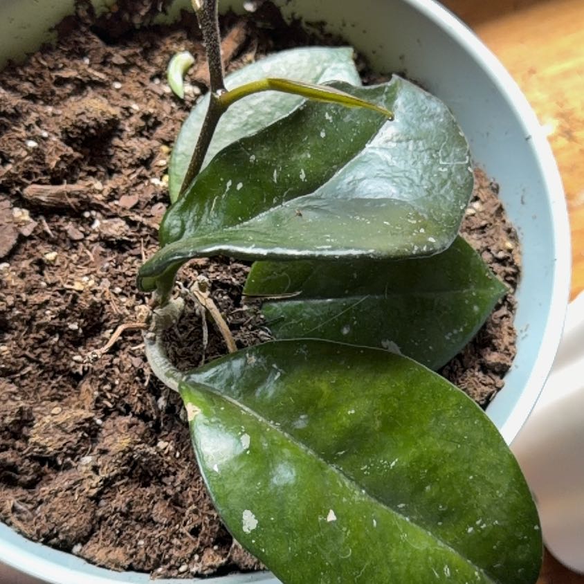 Photo of the plant species Speckled Hoya by @VipEmmenanthe named Obie on Greg, the plant care app