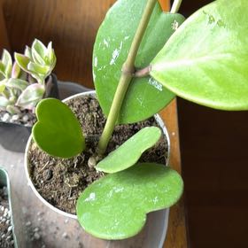 Photo of the plant species Variegated Heart Leaf Hoya by @VipEmmenanthe named Hearty on Greg, the plant care app