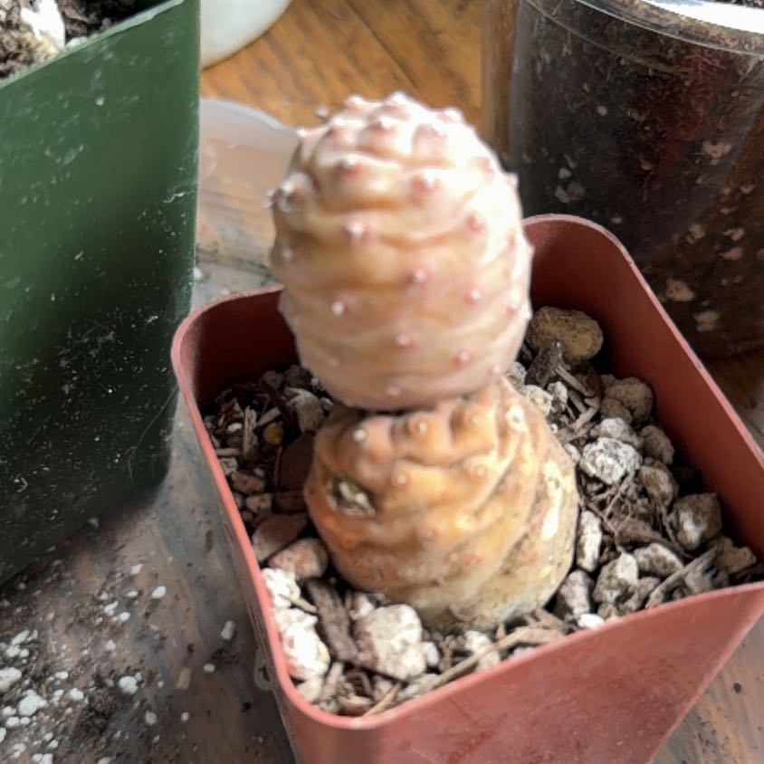 Photo of the plant species Pine Cone Cactus by @VipEmmenanthe named Carl Louise on Greg, the plant care app
