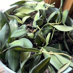 Photo of the plant species hoya burtoniae variegata by @VipEmmenanthe named Curie on Greg, the plant care app