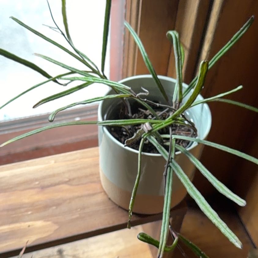 Photo of the plant species Hoya insularis by @VipEmmenanthe named Innie on Greg, the plant care app